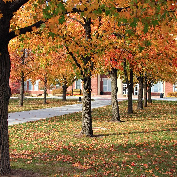 Colorful Trees Lining a Walkway on Campus